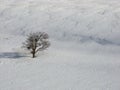 Winter stand alone tree assume pic snow