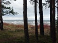 Winter storm baltic sea dunes and silhouettes of pines Royalty Free Stock Photo