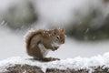 Winter Storm Red Squirrel