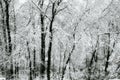 Winter storm snow covered trees new england black and white