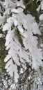 winter story, snowy frozen pine branch