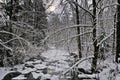 Winter stream Royalty Free Stock Photo