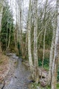 Winter Stream And Trees 3 Royalty Free Stock Photo