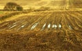 Winter stubble Royalty Free Stock Photo