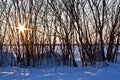 Winter sun breaking through naked tree in snow Royalty Free Stock Photo
