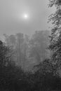 Winter sun breaks through the fog. Black and white. Royalty Free Stock Photo