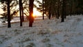 Winter and sun forest landscape. christmas sunlight tree beautiful sun winter forest snow a glare