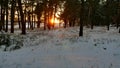 Winter and sun landscape forest. christmas sunlight tree beautiful sun winter forest snow a glare