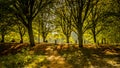 Winter sun on late autumn forest canal green grass and trees with dark shadows in contrasting setup Royalty Free Stock Photo