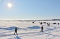 Winter sun over the ice on StadsfjÃÂ¤rden in LuleÃÂ¥ Royalty Free Stock Photo