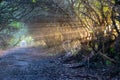 Winter sun rays on a woodland path Royalty Free Stock Photo