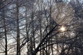 Winter sun seeps through thick tree branches Royalty Free Stock Photo