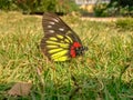 A beautiful butterfly on the green grass.