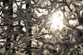 Winter Sun Shines Through The Iced Branches And Twigs Of A Tree