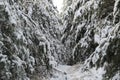 Winter sun through the snow-covered fir branches. Winter fir forest