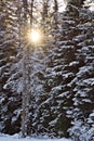 Winter sunburst through forest