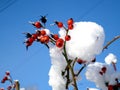 Winter sunny countrysyde landscape, red berries Royalty Free Stock Photo