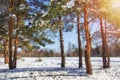 Winter. Sunny winter day in forest. Christmas time. December snowy nature. Pine trees covered by snow Royalty Free Stock Photo