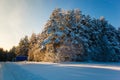 Winter sunny day at forest edge. Trees covered in snow Royalty Free Stock Photo