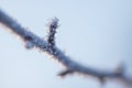 Winter Sunny day, stems and branches of plants in a brilliant frosty frost, defocus light