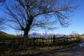 Winter sunny forest trees and green grass nature. Royalty Free Stock Photo