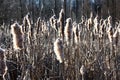 Typha in the winter afternoon.