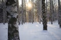 Winter sunny and frosty morning in the forest Royalty Free Stock Photo