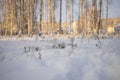 Winter sunny and frosty morning in the forest Royalty Free Stock Photo