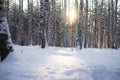 Winter sunny and frosty morning in the forest Royalty Free Stock Photo