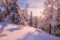 Winter Sunny Landscape with big snow covered pine trees Royalty Free Stock Photo