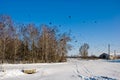 Winter sunny landscape with flight of crows Royalty Free Stock Photo