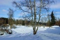 Winter sunny landscape in Pavlovsk garden.