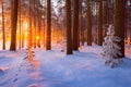 Winter sunny landscape. Wild winter forest with sunshine covered with white snow. Clear winter nature. Christmas natural