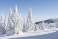 Winter sunny mountain landscape. Fir trees under the snow on the ski slope. Royalty Free Stock Photo