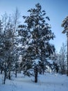 Winter, sunny, snow, icicles, line