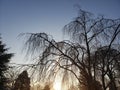 Winter Sunrise with a backlit weeping cherry tree Royalty Free Stock Photo