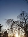 Winter Sunrise with a backlit weeping cherry tree Royalty Free Stock Photo