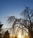 Winter Sunrise with a backlit weeping cherry tree Royalty Free Stock Photo