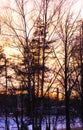 Winter sunrise. Bare trees.