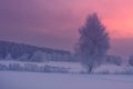Winter sunrise. Beautiful colorful morning winter landscape. Snowy trees at dawn. Beautiful frosty nature