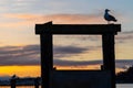 Seagull Winter Sunrise Dawn From Flintstone Park