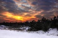 Winter sunrise with fiery skies in the pine forest