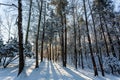 Winter sunrise forest snow with warm orange light Royalty Free Stock Photo