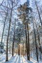 Winter sunrise forest snow with warm orange light Royalty Free Stock Photo