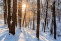 Winter sunrise forest snow with warm orange light Royalty Free Stock Photo