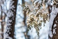 Winter sunrise forest snow with warm orange light Royalty Free Stock Photo