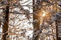 Winter sunrise forest snow with warm orange light Royalty Free Stock Photo