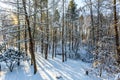 Winter sunrise forest snow with warm orange light Royalty Free Stock Photo