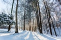 Winter sunrise forest snow with warm orange light Royalty Free Stock Photo