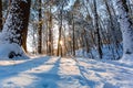 Winter sunrise forest snow with warm orange light Royalty Free Stock Photo